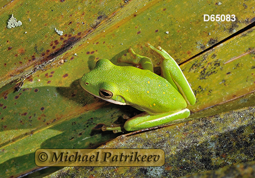 Green Treefrog (Hyla cinerea)